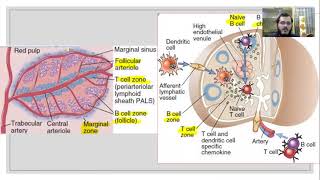 Immunology B cell activation Lecture 13 [upl. by Dihsar]