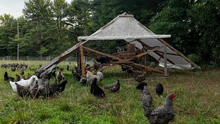 Milroy Farms’ Pastured Egg Layer Quick Walkthrough [upl. by Trista785]