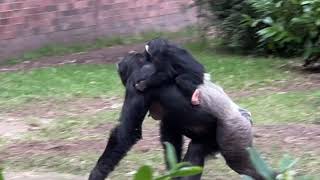 Baby Chimpanzees Play Fighting With Other Chimps [upl. by Bozuwa429]