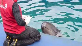 Training Chester at the Vancouver Aquarium  Double Pec Wave [upl. by Wilonah]