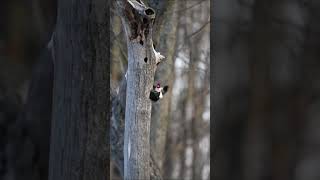 RedHeaded Woodpecker vs Starling shorts viral nature woodpecker starling fight birds [upl. by Bob]