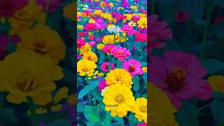 Zinnia flowers🌼 short shortvideo zinniaflowershorts [upl. by Hope]