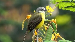 Greycapped Flycatcher in Costa Rica [upl. by Amary]