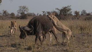 Lions vs Buffalo [upl. by Jozef273]