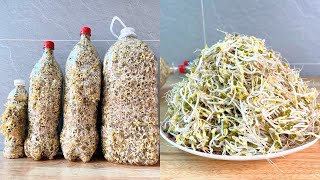 How to Grow Clean Bean Sprouts With Simple Plastic Bottles At Home  MTH Garden [upl. by Ynaffat]