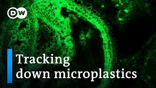 How dangerous are microplastics  DW Documentary [upl. by Anilak924]