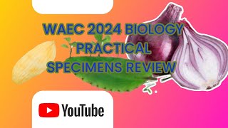 WAEC 2024 BIOLOGY PRACTICAL SPECIMENS REVIEW [upl. by Yelyac898]