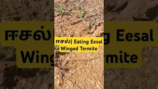 ஈசல் Eating Eesal Winged Termite [upl. by Yevrah]