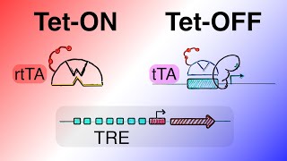 Protein Expression Vectors  tetOFF and tetON tTArtTA  Tet based gene regulation Part 5 [upl. by Cogan]