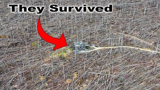 STAND TALL  Hurricane HELENE Demolishes Forest around Family in Asheville NC [upl. by Acherman]