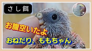 【不安】ももちゃん始めての食事､ハラハラ・ドキドキ・ド緊張 [upl. by Wylma]