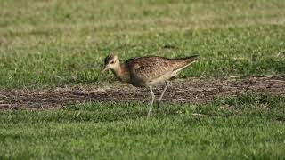 Little Curlew Numenius minutus [upl. by Na977]