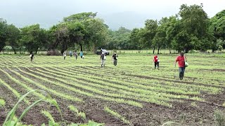 FAO llama a los gobierno a tomar medidas ante posibles efectos de fenómeno de la niña [upl. by Verine773]