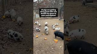 Pig pens combined 🐷 piglets animalrescue [upl. by Adnawat]