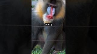 Difference between Mandrills and Langurs Watch and subscribe🔔for more facts wildlifefacts ai [upl. by Shira]