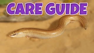 MEET OUR WEDGESNOUTED SKINKS  Care Guide [upl. by Thorr408]