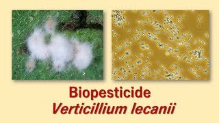 Biopesticide Verticillium lecanii [upl. by Esinet]