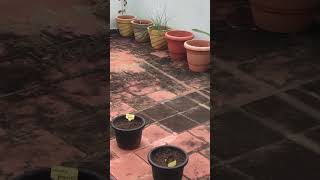 Madi thottam thamizhachigarden gardenplants gardentamizha shorts [upl. by Slaughter]