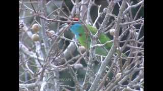 Bluethroated Barbet Megalaima asiatica [upl. by Suirtemid354]