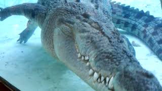 16 ft Saltwater Crocodile  St Augustine alligator farm [upl. by Enyawed441]