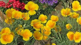 How To Grow California Poppy  California Poppy Care  ক্যালিফোর্নিয়া পপি [upl. by Buckie]