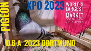 Taubenmesse Dortmund 2023  DBA Brieftauben Austellung 2023 Racing Pigeon EXPO 2023 Dortmund [upl. by Ateekahs]