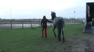 3 years old Italian Murgese stallion CARLETTO arrives in the Netherlands [upl. by Noxin520]