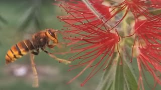 Wasp Yellow jacket bee photography bee youtube bee flying flowers wasp [upl. by Ignacius]