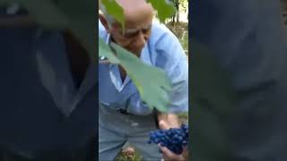 VINO PROCEDIMENTO COMPLETO vino uva vendemmia shorts [upl. by Buyer704]