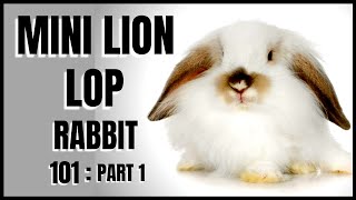 Mini Lion Lop Rabbit 101 Part 1 [upl. by Wilton]