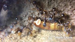 Aphaenogaster Picea Colony Moves In [upl. by Per]