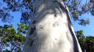 Spotted Gum tree  Corymbia maculata  Eucalyptus maculata HD 01 [upl. by Vachil]