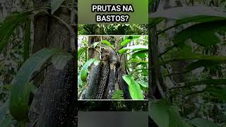 KAKAIBANG PRUTAS SA BUONG MUNDO animals karagatan facts wildanimals pinoymysterychannel [upl. by Zoila199]