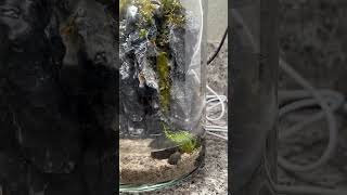 Desktop Waterfall Terrarium using stone Christmas moss Java moss and Monte Carlo terrarium [upl. by Kciderf]