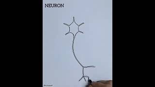 Structure of Neurons [upl. by Durno]