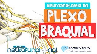 NEUROANATOMIA DO PLEXO BRAQUIAL Músculos Nervos e Inervação Cutânea [upl. by Janerich82]