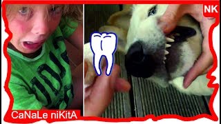 Togliere denti al cane  dentista Nikita estrazione denti da latte  Canale Nikita [upl. by Imak]