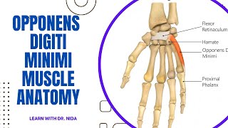 Opponens Digiti Minimi Muscle Anatomy  Anatomy Lecture Series [upl. by Presber898]