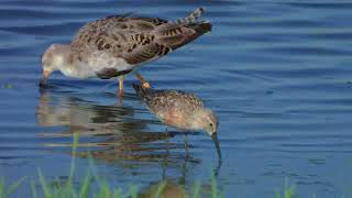 חופית מגלית בלבוש קיץ Curlew sandpiper in summer clothing [upl. by Noryv16]