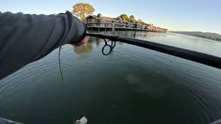 Bay ray fishing in sf bay area [upl. by Kam572]