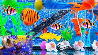 Incredible colorful fish eggs tank cleaner fish catskoi fishsnakes goldfish tetra fishturtles [upl. by Ameh669]