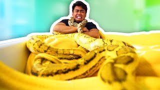 GIANT SNAKE BATH CHALLENGE [upl. by Briana871]