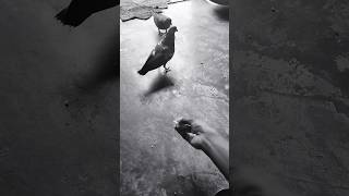 pinjre ke Panchi re youtubeshorts birds shorts viral trandingshorts birdslover birdsshorts [upl. by Fesoj433]