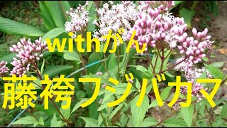 老いぼれ日記 藤袴（フジバカマ） with胆嚢管がん 抗がん剤エスワンタイホウ 平牧金華豚ロースかつ [upl. by Luciana878]