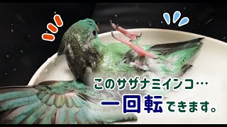 うちのサザナミインコが一回転します [upl. by Kemble41]