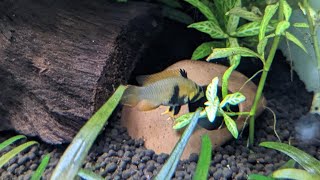 Apistogramma Panduro Breeding [upl. by Burris]