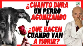 💔 CUANTO DURA UN PERRO AGONIZANDO 💔 QUE HACEN LOS PERROS CUANDO VAN A MORIR [upl. by Roede192]