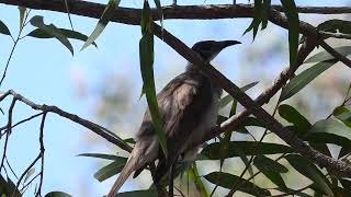 Little Friarbird Hervey Bay Qld [upl. by Aimak844]