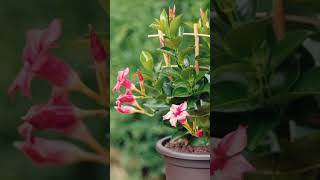 Mandevilla plant care Combo offer 3 colours Mandevilla plant propagation Oru Tech Yathra [upl. by Ainesej704]