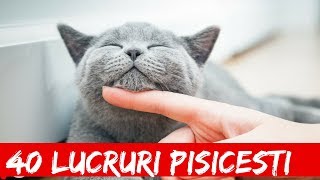 Top 40 Lucruri Care Te Vor Face Sa Iti Iei O Pisica 1 [upl. by Ahseek]